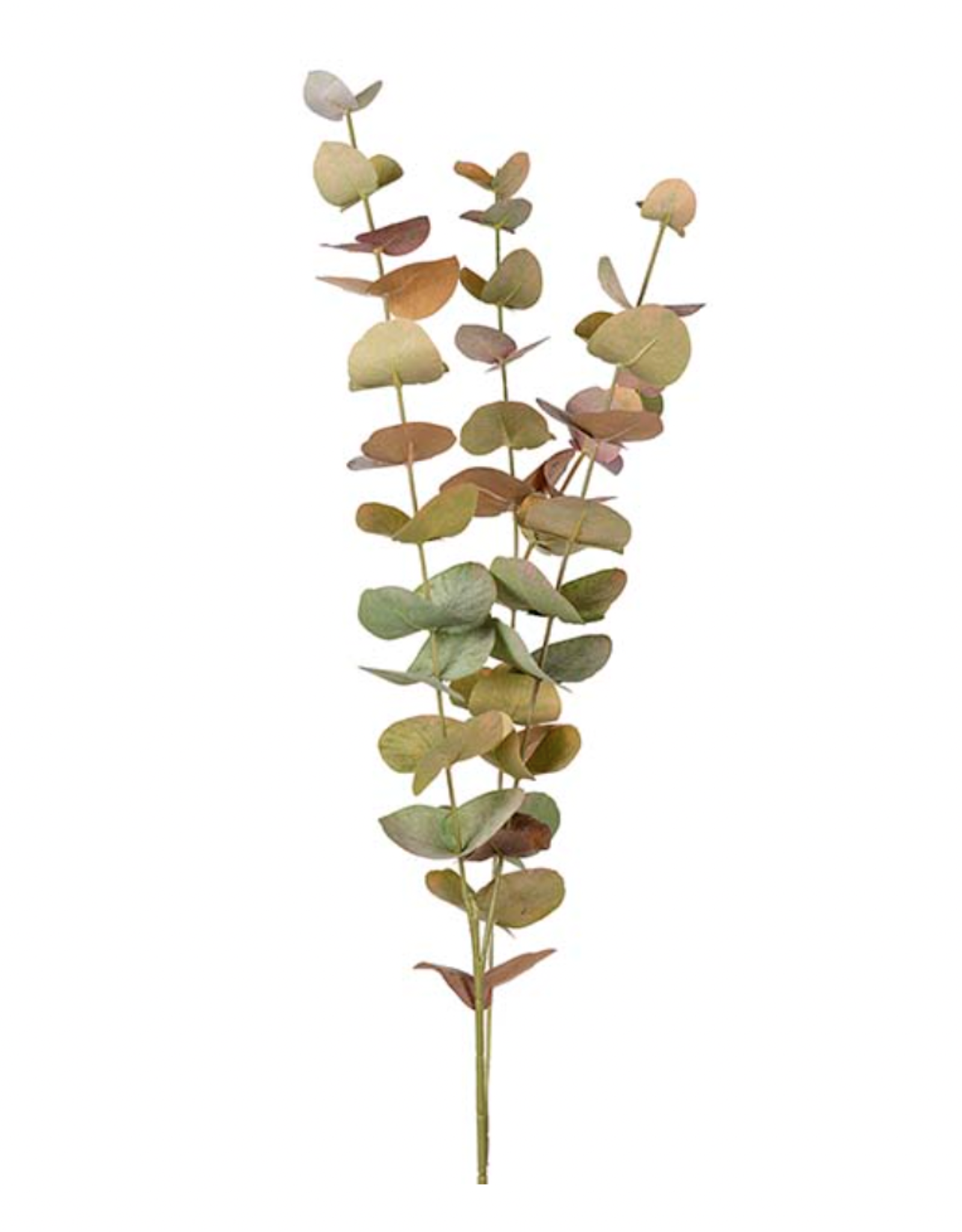 Eucalyptus 3 tak meerkleurig