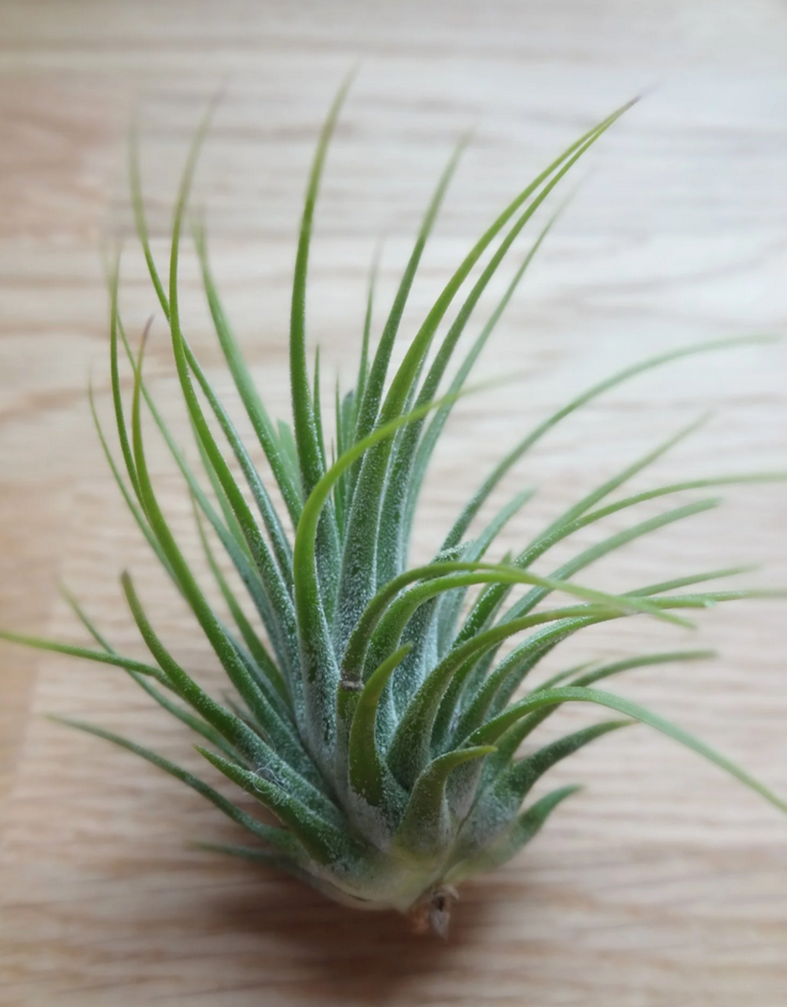 Airplant - Ionantha green clumb