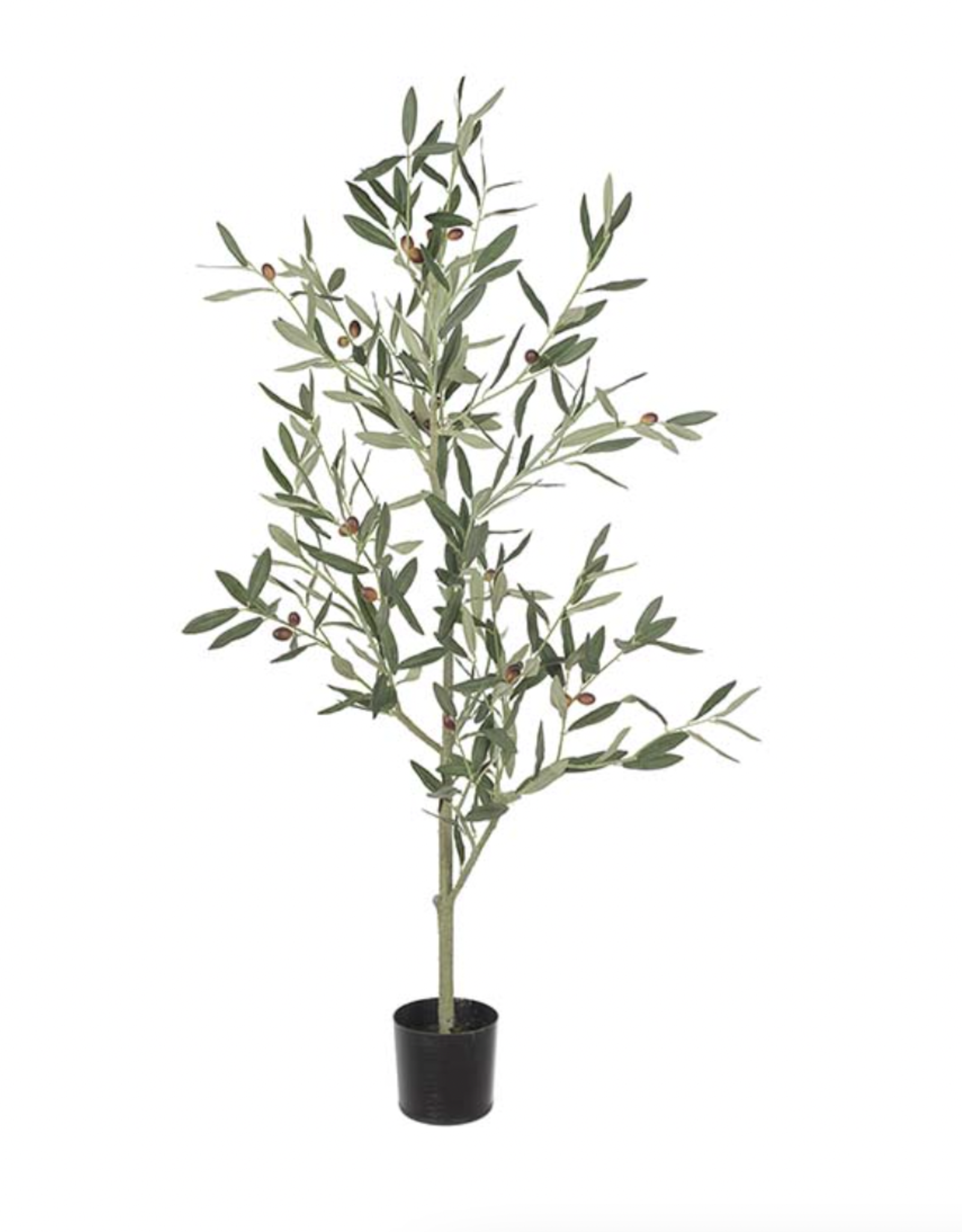 Mr Plant - Oliv tree