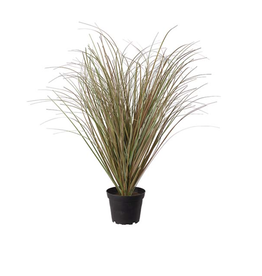 Mr Plant - Gras 50cm