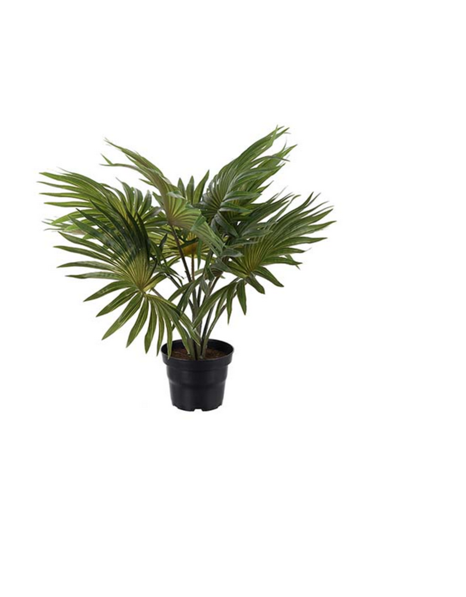 Mr Plant - Palm