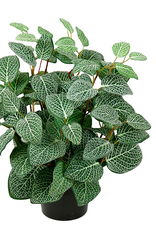 Fittonia