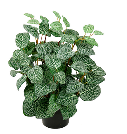 Fittonia