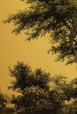 Groovy Magnets Magneetsticker- ovaal forest goud