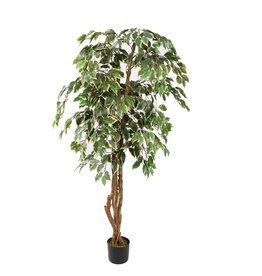 Pure - Ficus Basic 150cm green white