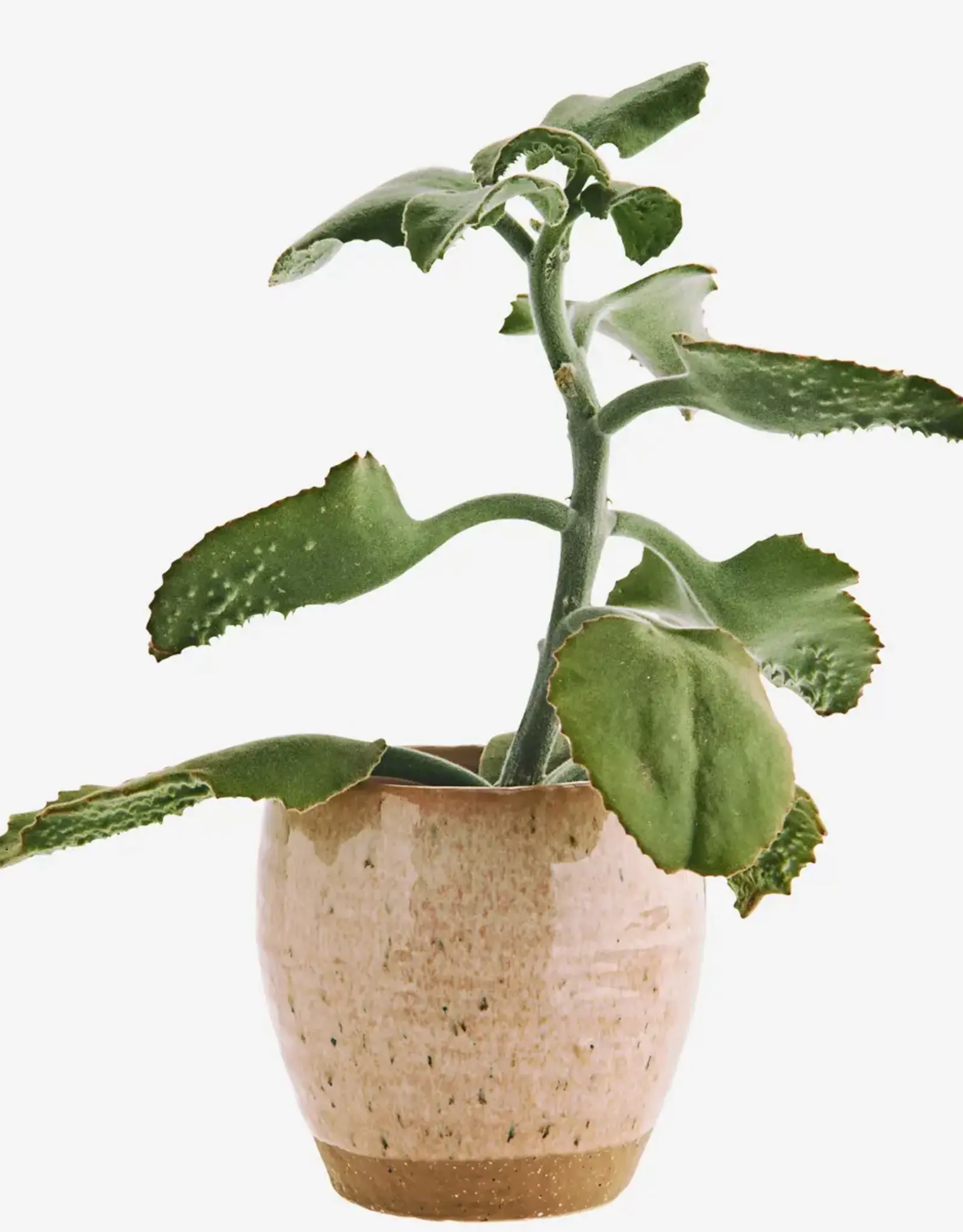Madam Stoltz Bloempot - Stoneware peach