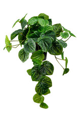 Peperomia hangend plant