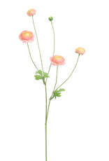 Ranunculus 90cm pink