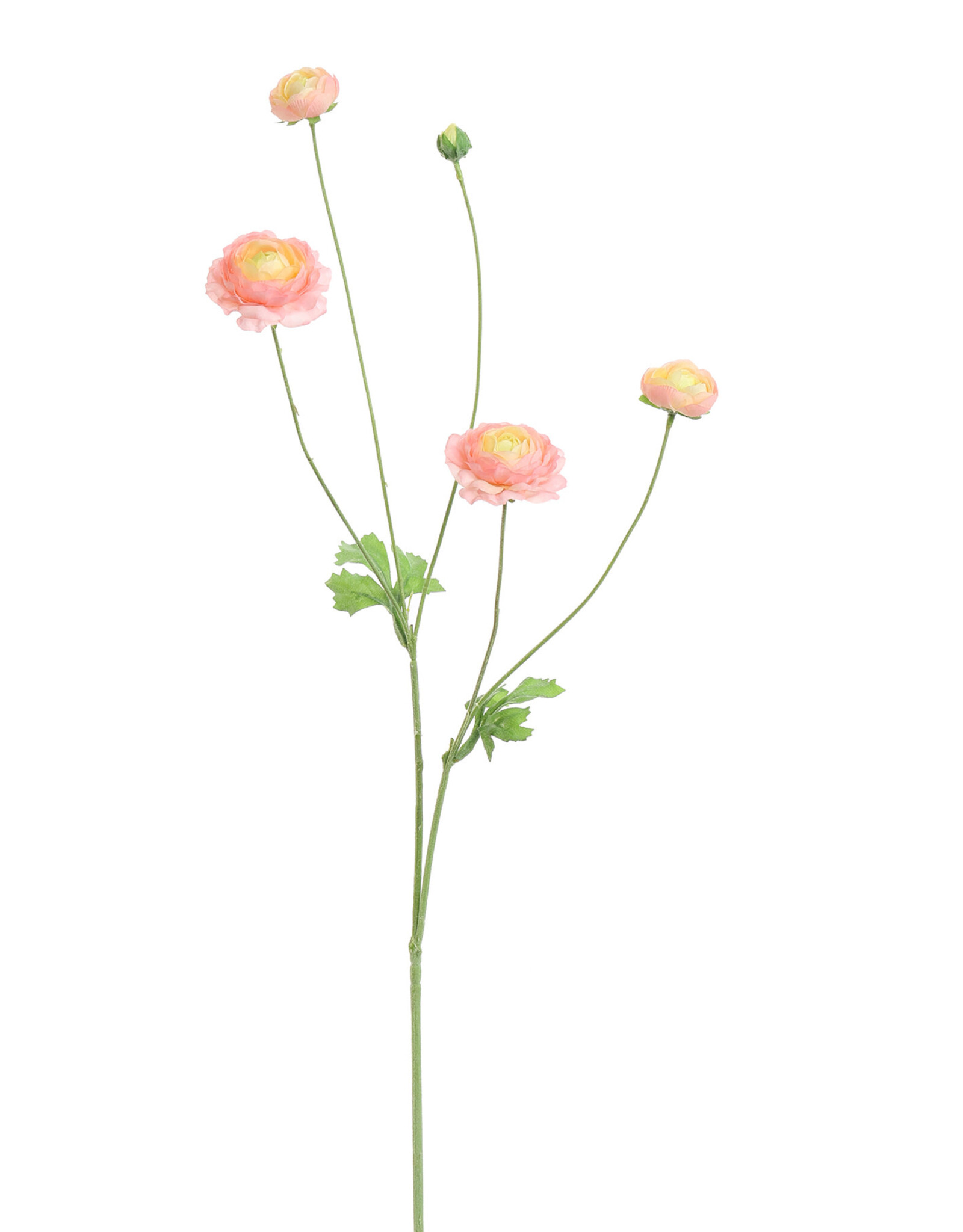 Ranunculus 90cm pink