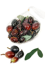 Mr Plant - Olives