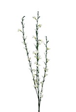 Mr Plant - Ginst