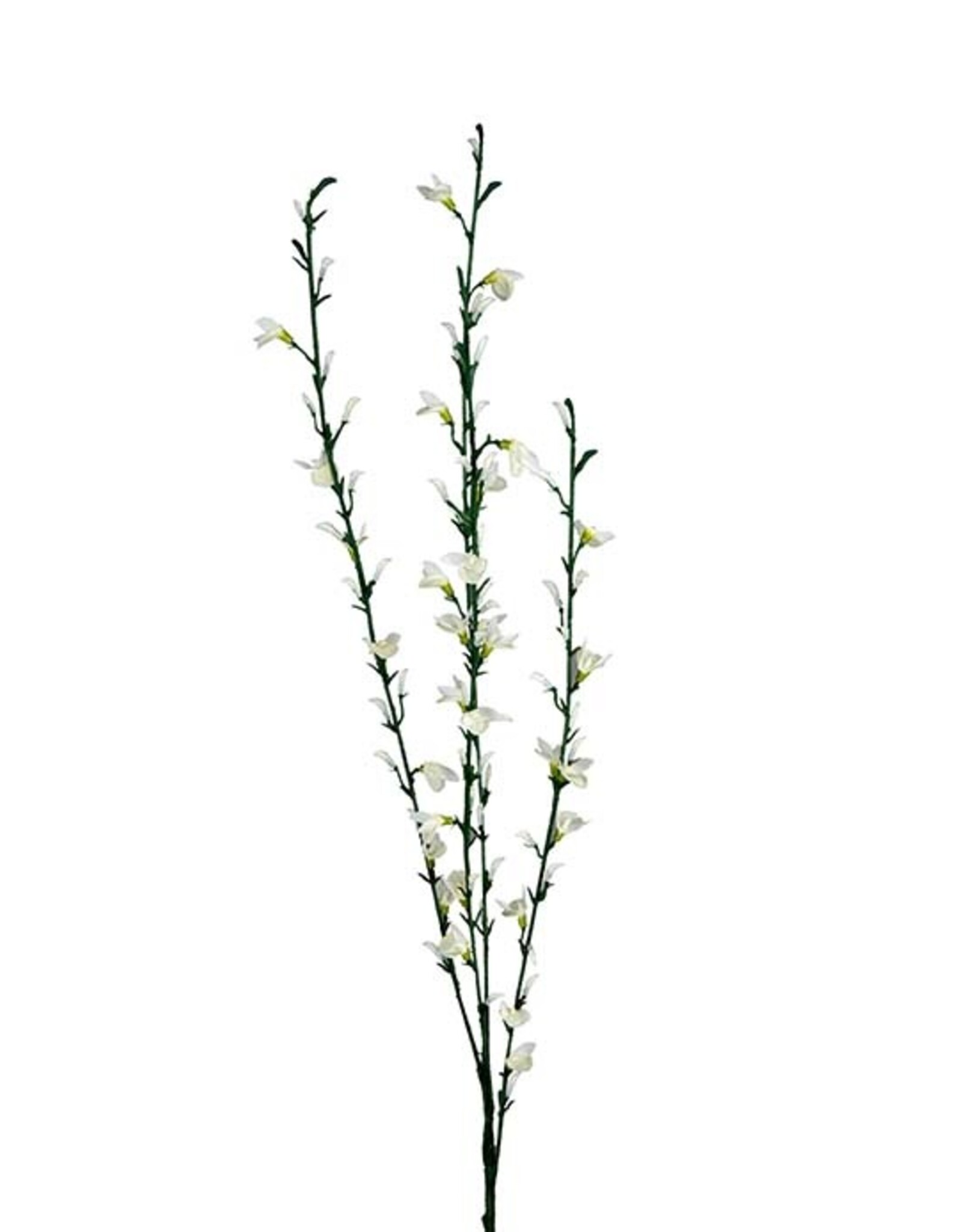 Mr Plant - Ginst
