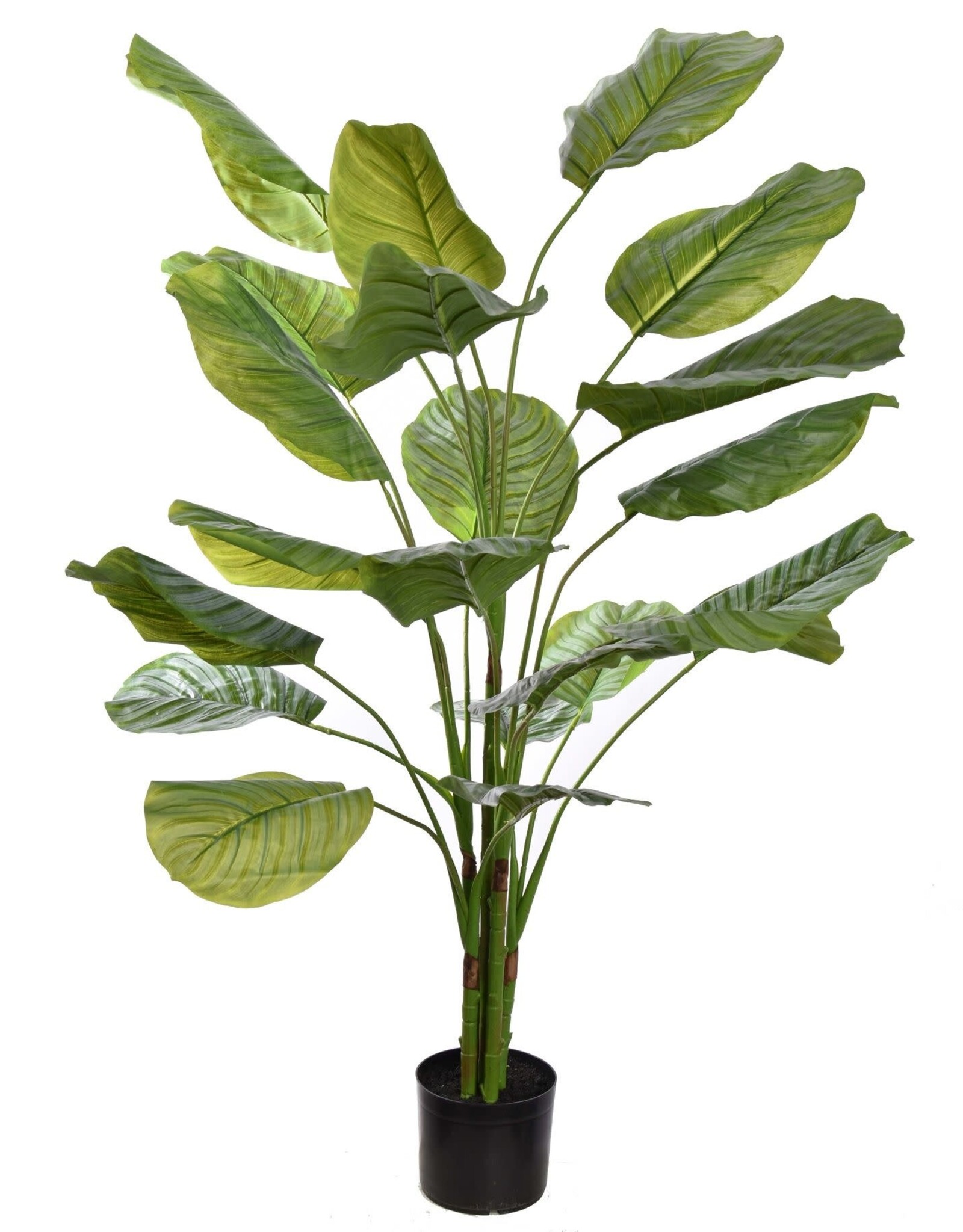 Pure Kunstplant - Calathea  140cm plant