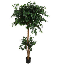 Kunstplant - French ficus 180 cm
