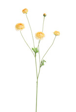 Pure - Ranunculus 90cm yellow