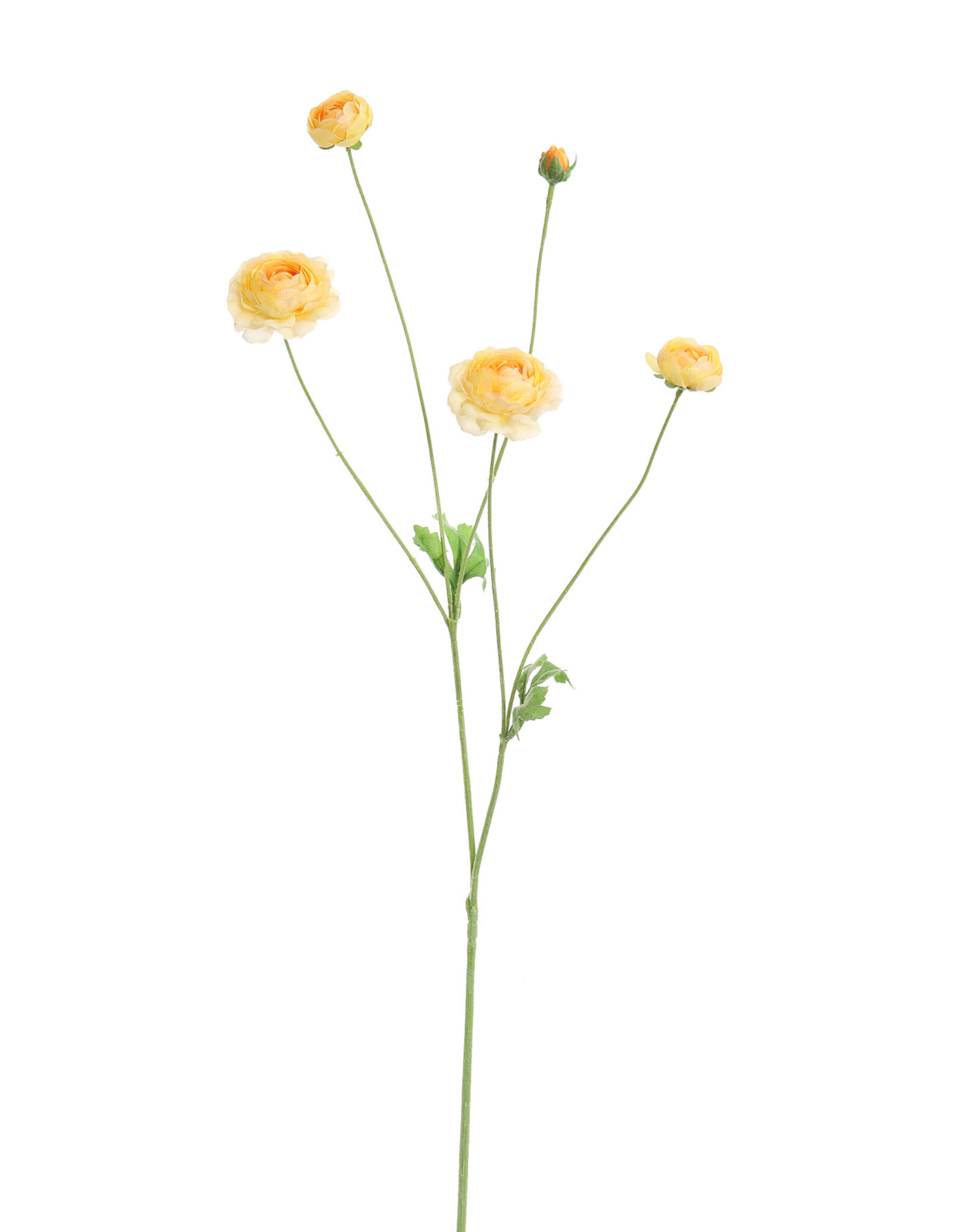 Pure - Ranunculus 90cm yellow