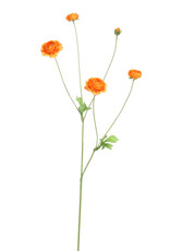 Pure - Ranunculus 90cm orange