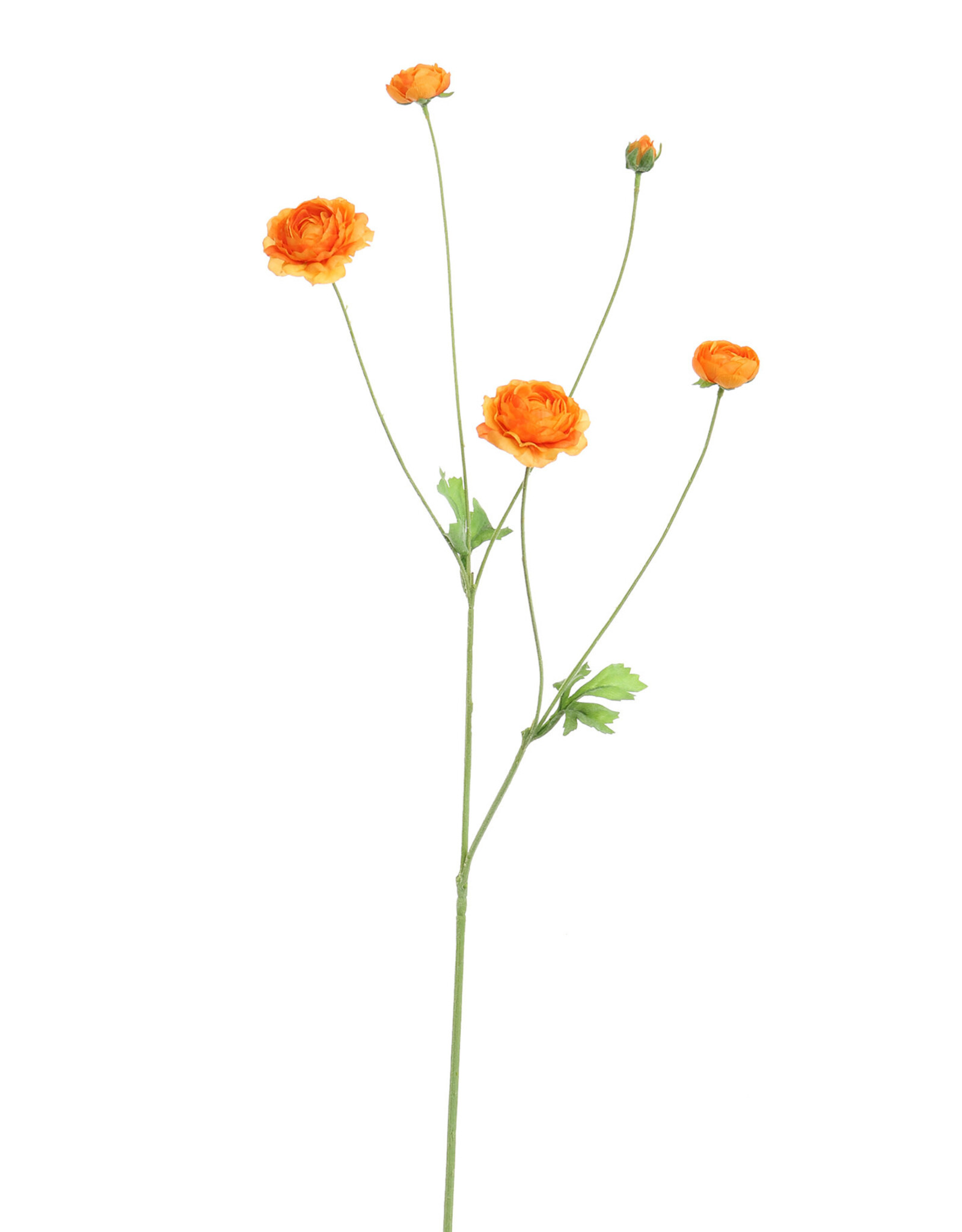 Pure - Ranunculus 90cm orange
