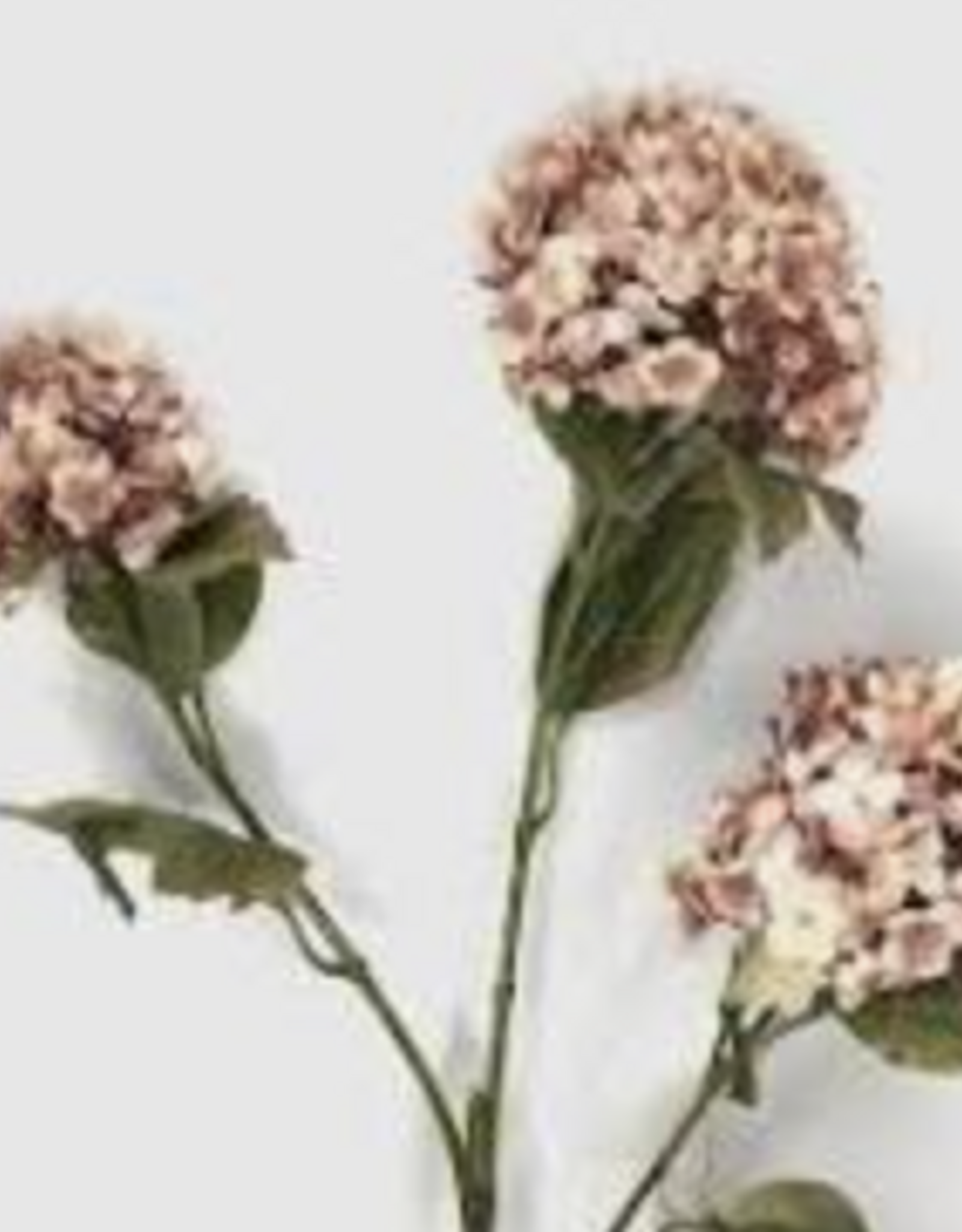 Plant - Viburum spray pink 88cm