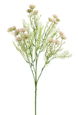 Pure - Anethum 60cm pink