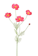 Pure - Cosmos 92cm roze