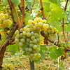 Chardonnay wijnen: druifje van plezier