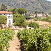 Spaanse wijnen: zo ontdek je jouw favoriet