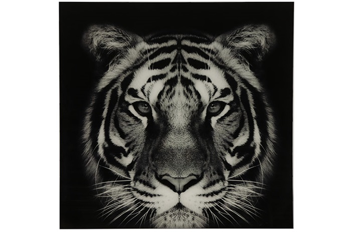 Moderne zwarte %27%27Parker%27%27 schilderij tijger L - L0,4xB80xH80 cm
