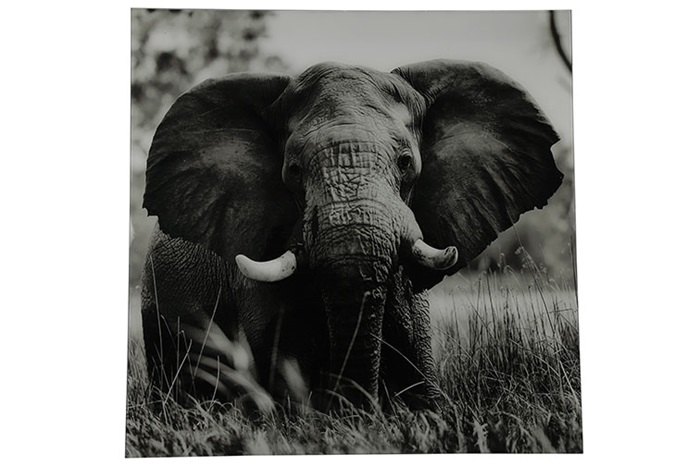 Painting elephant sq Dumas black/white - L80B0,4H80CM