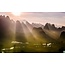 Walldesign56 Self-adhesive photo wallpaper custom size - Rice fields 3