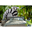 Walldesign56 Self-adhesive photo wallpaper custom size - Ring-tailed lemur
