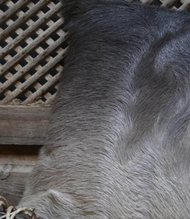 Rene Houtman Sierkussen lichtgrijs/donkergrijs met binnenkussen 45x45cm