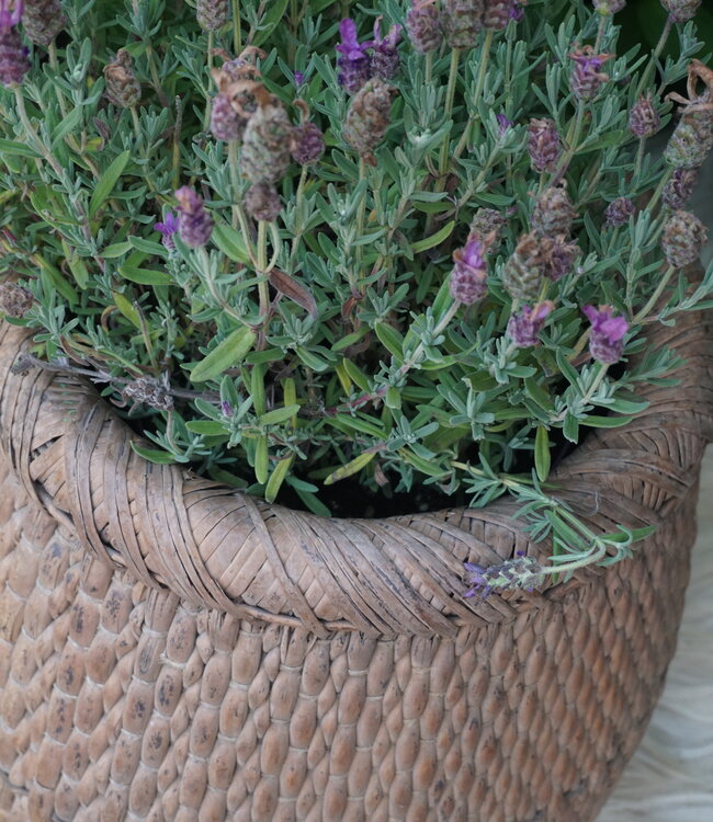 Rene Houtman Vismand Oud Riet Vergrijsd - L39 x B30 cm