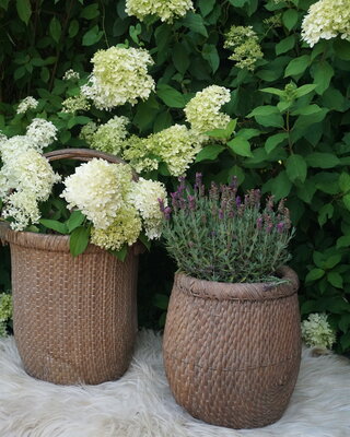 Rene Houtman Vismand Oud Riet Vergrijsd - L39 x B30 cm