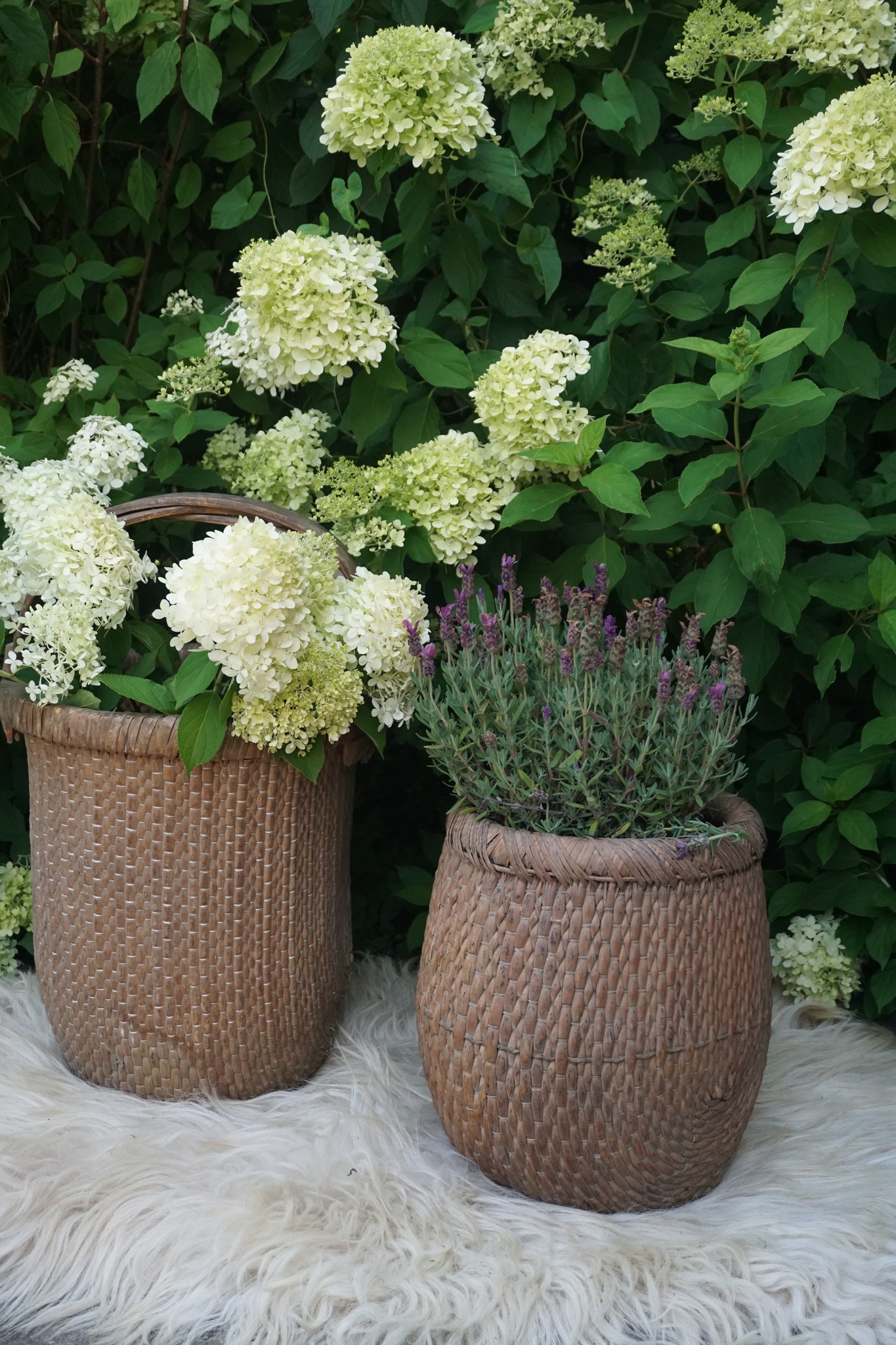 Rene Houtman Vismand Oud Riet Vergrijsd - L39 x B30 cm