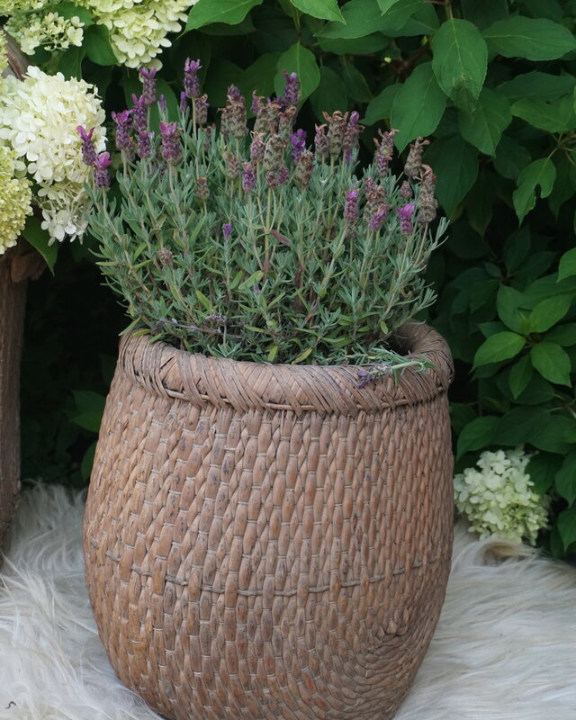 Rene Houtman Vismand Oud Riet Vergrijsd - L39 x B30 cm