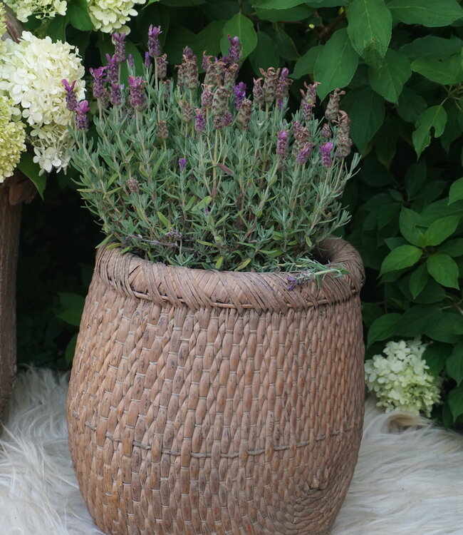 Rene Houtman Vismand Oud Riet Vergrijsd - L39 x B30 cm