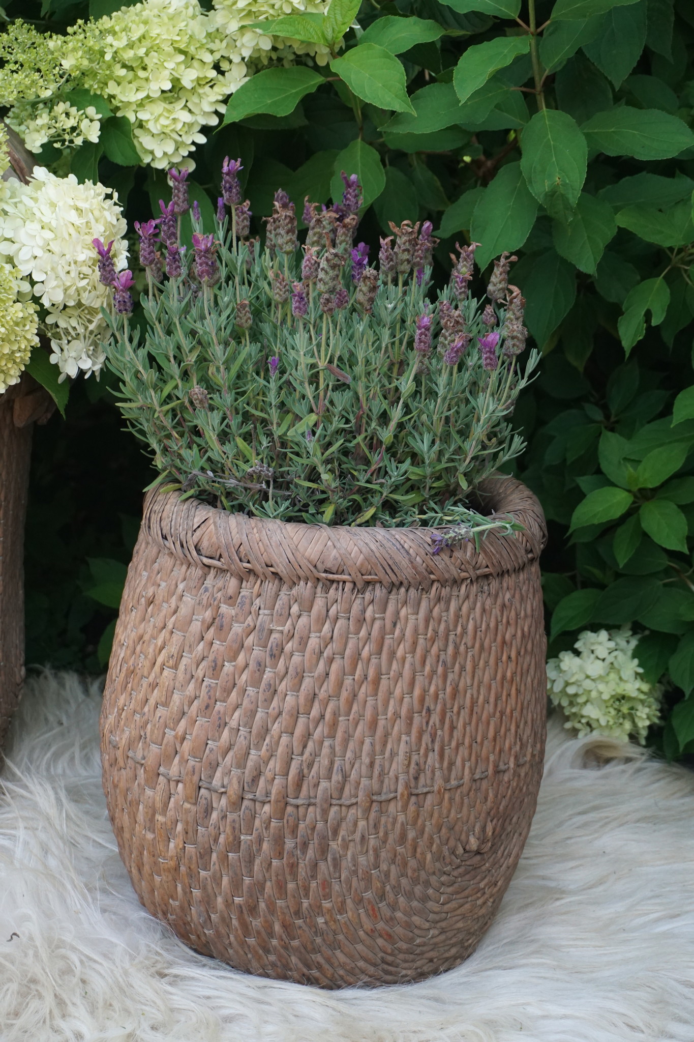 Rene Houtman Vismand Oud Riet Vergrijsd - L39 x B30 cm