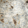 Bazar Bizar The Burned Curved Kommen - Antiek - Set van 3 Bazar Bizar The Burned Curved Kommen - Antiek - Set van 3