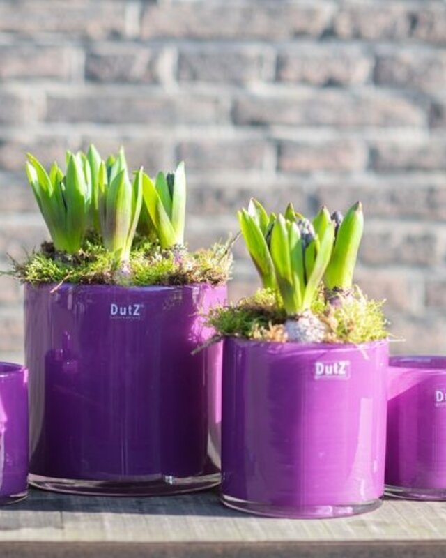DutZ Cilinder Vaas | Violet | H10xD10 cm