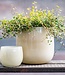 DutZ Pot | Beige | H14 x D16 cm