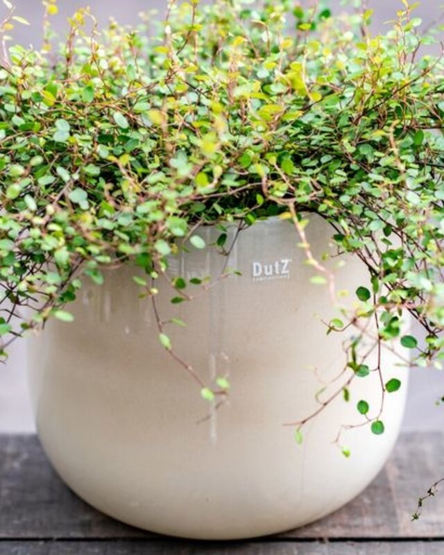 DutZ Pot | Beige | H14 x D16 cm