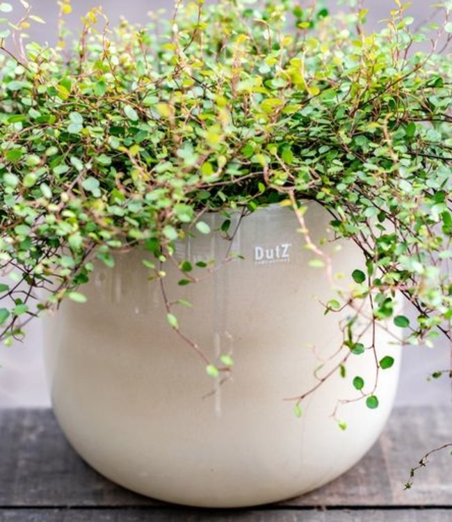 DutZ Pot | Beige | 4 Maten