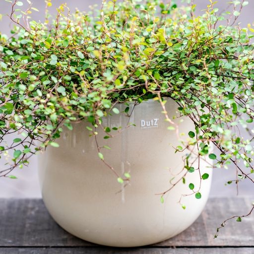 DutZ Pot | Beige | H14 x D16 cm