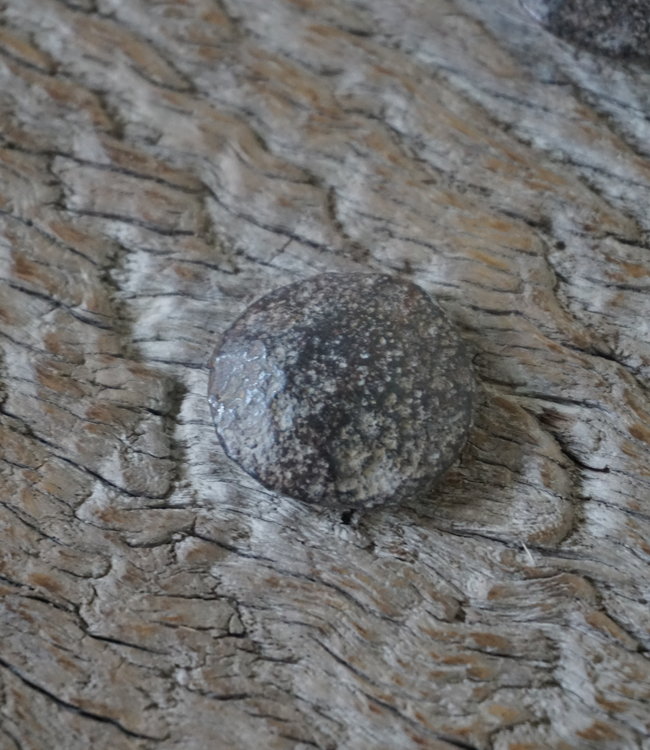 Rene Houtman Salontafel Oud Houten Deur India L164,5 x B44 x H38,5