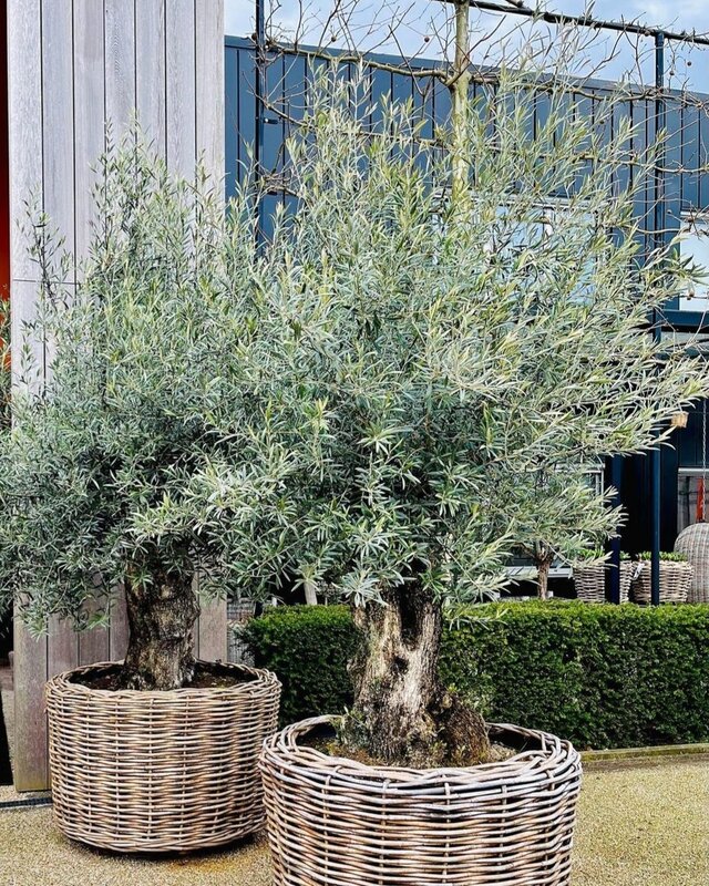 Rene Houtman Drypot Bloempot Rattan Outdoor - 4 Maten