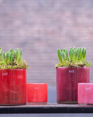 DutZ Cilinder Vaas | Cranberry | H14 x D14 cm