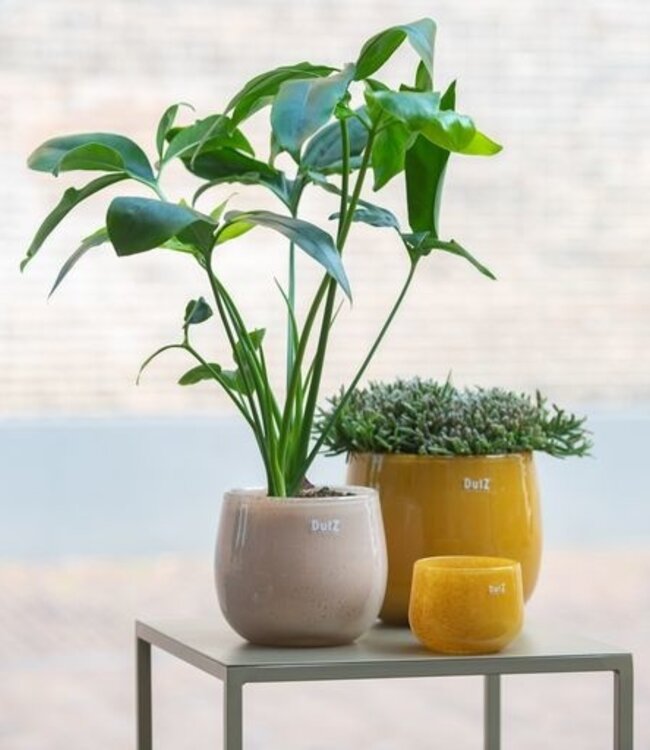 DutZ Pot | Goud/Topaz | 2 Maten!