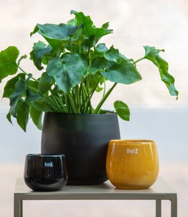 DutZ Pot | Goud/Topaz | 2 Maten!