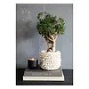 Plantenhouder | Cowrie Macrame| Naturel | 2 Maten